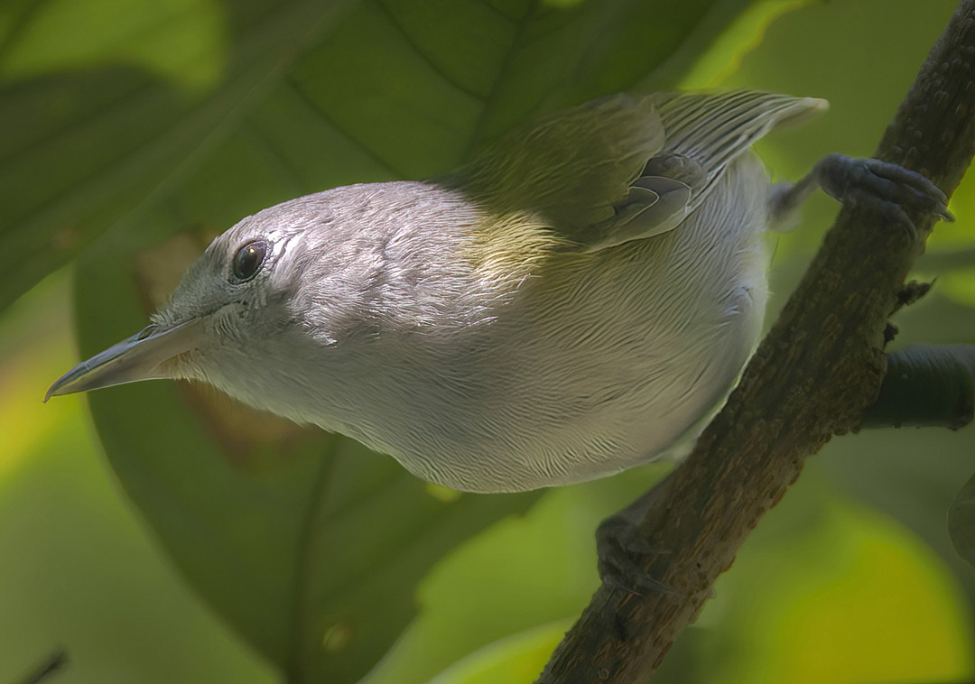 image Lesser Greenlet